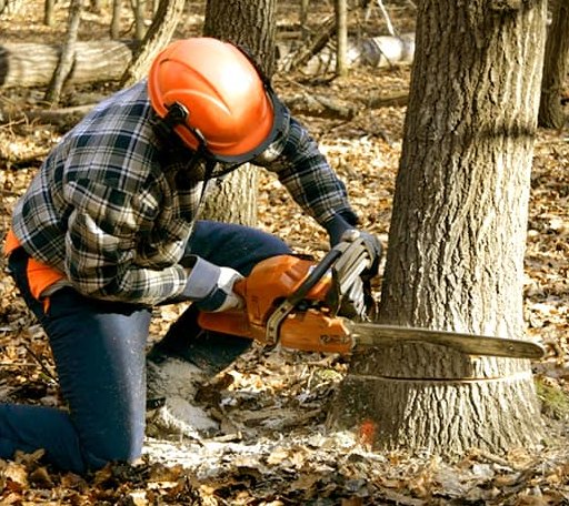 Tree Removal in Shelly, MN